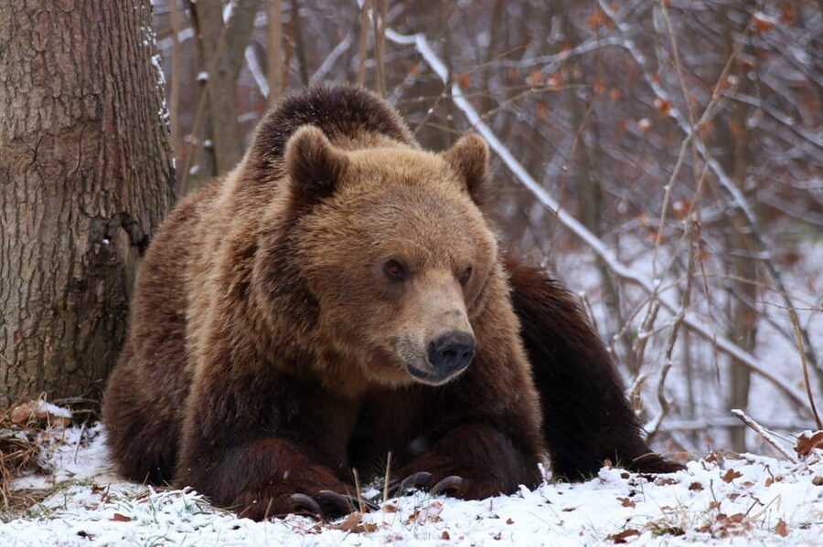 Brasov: Libearty Bear Sanctuary - Who will enjoy this sanctuary most