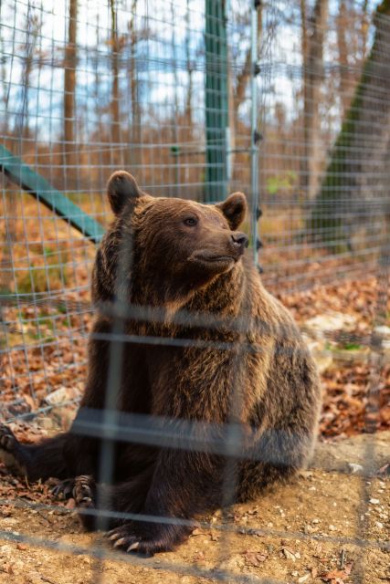 Bucharest: Bran Castle and Bear Sanctuary Small-Group Tour - What the $145 cost really covers