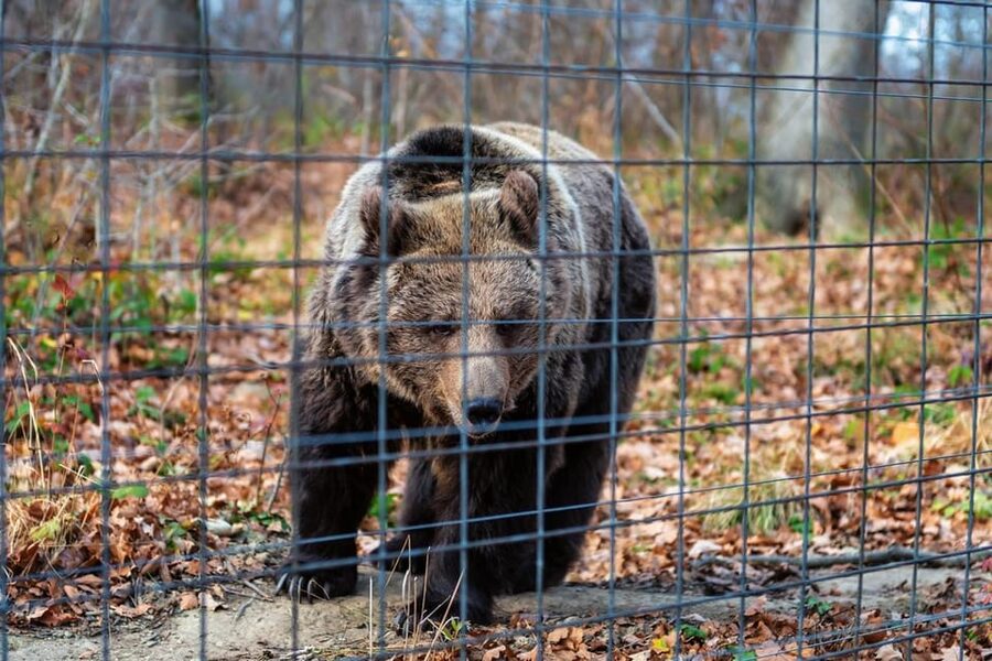 Bucharest: Bran Castle and Bear Sanctuary Small-Group Tour - Practical tips for getting the most from the day