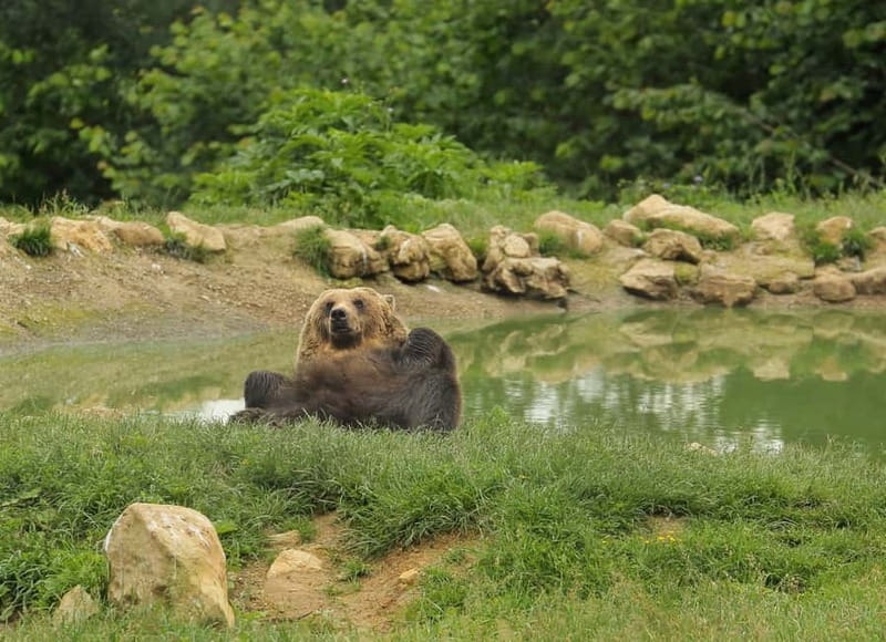 Bucharest: Day Trip to Bear Sanctuary, Bran Castle & Brasov - Why the bear sanctuary changes the tone of the day