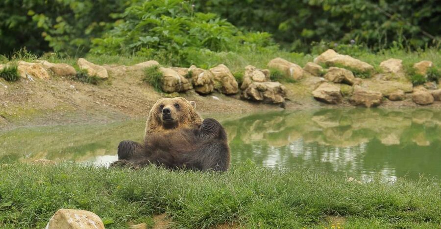 Bucharest: Day Trip to Bear Sanctuary, Bran Castle & Brasov - One hour in Brasov and Sforii Street