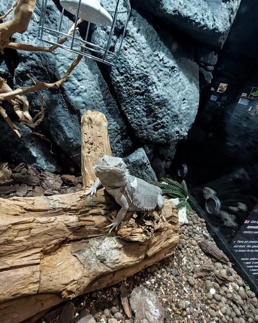 Bucharest: Reptiland Bucharest Entry Ticket - Why the habitat design matters