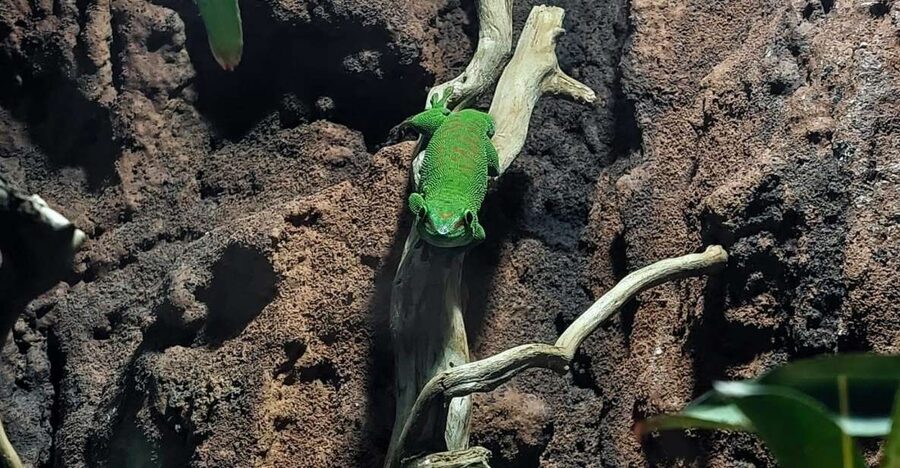 Bucharest: Reptiland Bucharest Entry Ticket - A practical family outing