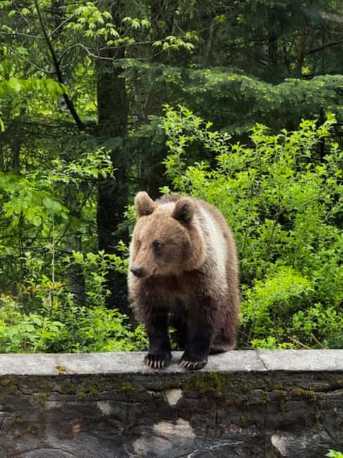 Bucharest: Top Gear Road Transfagarasan Day Trip - Vidraru Dam, a powerful first mountain stop