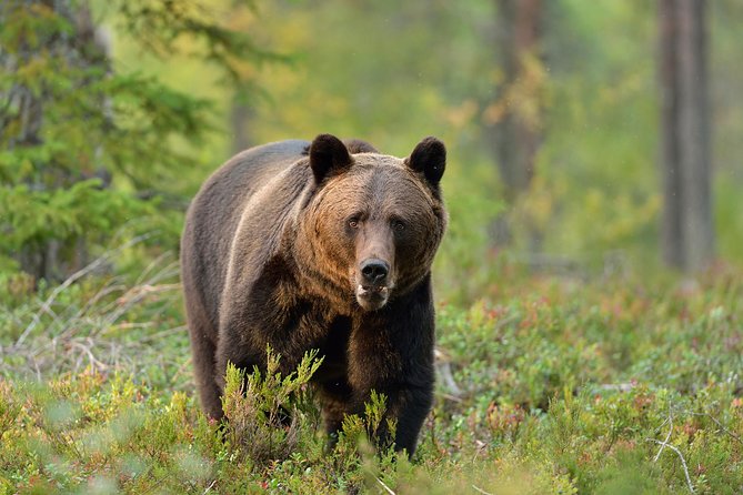 Carpathian Wilderness: A Wildlife Experience from Brașov - Key points to know before booking