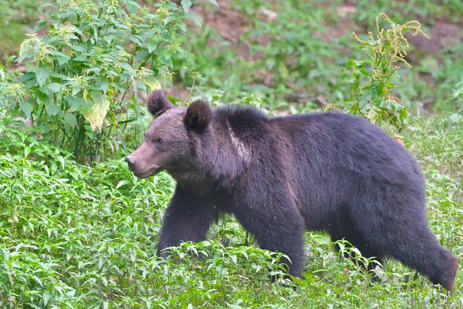Carpathian Wilderness: A Wildlife Experience from Brașov - The short walk to the secure hide