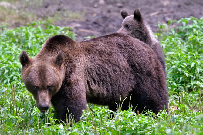 Carpathian Wilderness: A Wildlife Experience from Brașov - What you might see beyond the bears