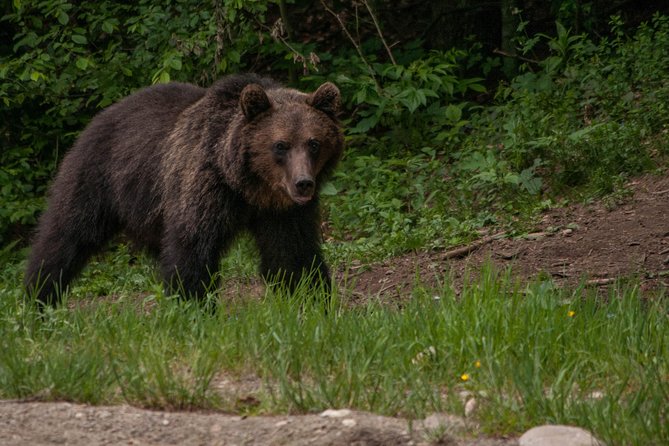 Carpathian Wilderness: A Wildlife Experience from Brașov - Photography: good for memories, less ideal for serious work