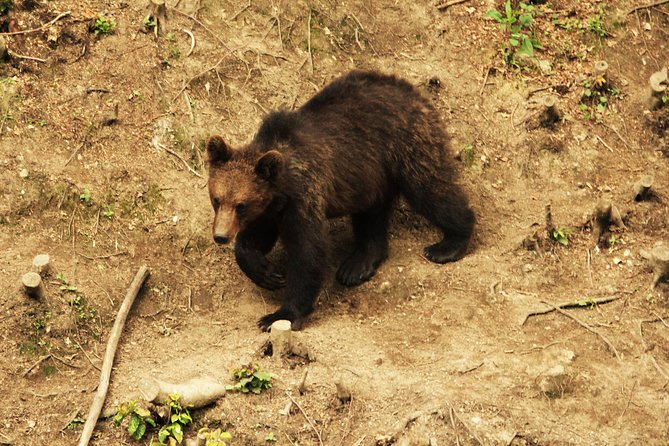 Carpathian Wilderness: A Wildlife Experience from Brașov - Is $95.58 a fair price from Brașov?