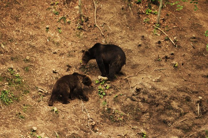 Carpathian Wilderness: A Wildlife Experience from Brașov - Who should book this evening in the woods?