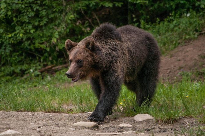 Carpathian Wilderness: A Wildlife Experience from Brașov - Waiting quietly while the forest comes alive