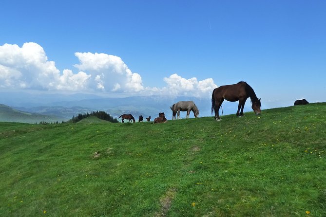 Carpathians in Romania: Bucegi Natural Park with native Spanish guide. - The value of $88.94 per person