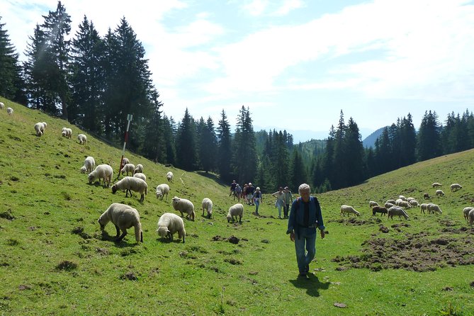 Carpathians in Romania: Piatra Craiului National Park with native Spanish guide. - Who Should Book This Route?