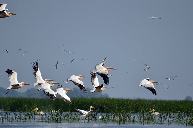 Danube Delta and Black See - 2 Days Private Tour from Bucharest - Six hours on the Danube Delta waterways