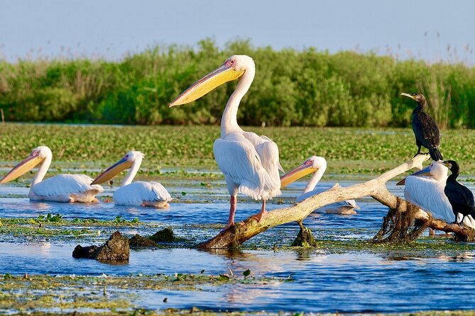 Danube Delta and Black See - 2 Days Private Tour from Bucharest - Carol I Mosque in Constanta, 45 minutes