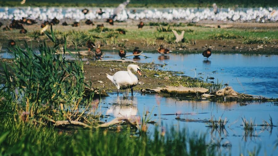 Danube Delta: Boat Tour Through the Water Lily Reserve - Key points to know before you go