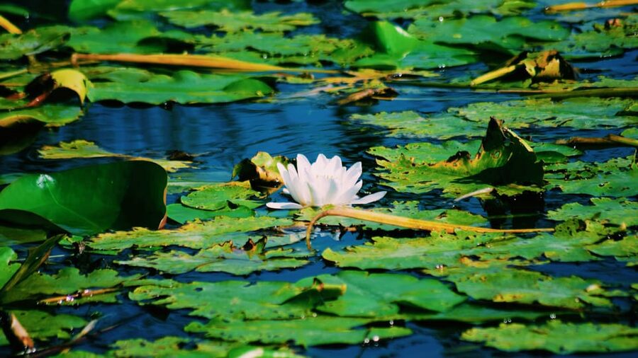 Danube Delta: Boat Tour Through the Water Lily Reserve - Setting out from Murighiol