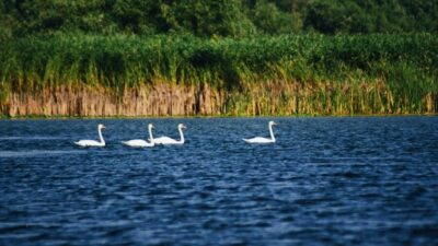 Danube Delta: Boat Tour Through the Water Lily Reserve