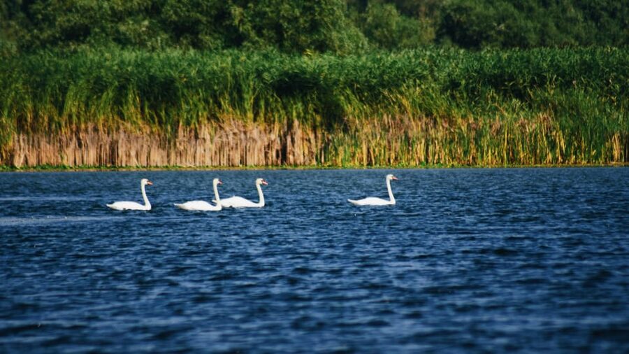 Danube Delta: Boat Tour Through the Water Lily Reserve - Watching for pelicans, herons, and cormorants