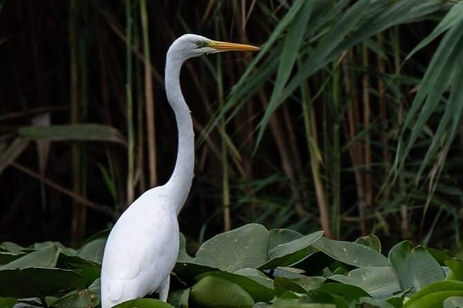 Danube Delta - Private Tour with Boat Trip & Traditional Lunch - Four hours by boat in the delta