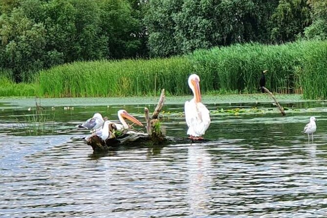 Danube Delta - Private Tour with Boat Trip & Traditional Lunch - A traditional fish lunch in a delta community