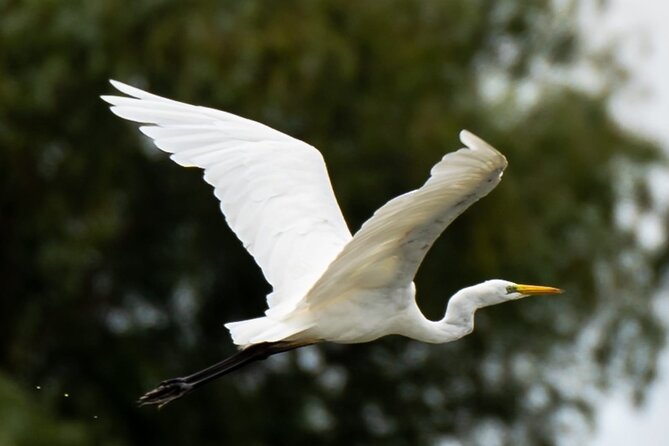 Danube Delta - Private Tour with Boat Trip & Traditional Lunch - Who should book this day trip