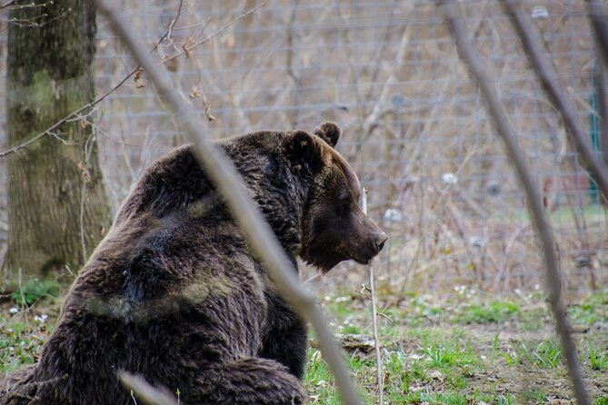 Day Trip Bear Sanctuary, Bran Castle, Rasnov Fortress from Brasov - Rasnov Citadel: a free view with limited access