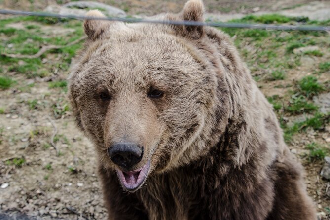 Day Trip Bear Sanctuary, Bran Castle, Rasnov Fortress from Brasov - Alin and the small-group setup