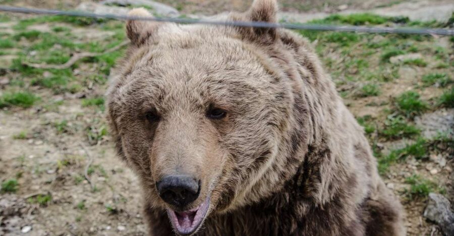 Day trip Bran Castle, Rasnov Fortress and Bear Sanctuary - Key points to know before booking