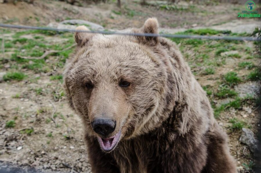 Day trip Bran Castle, Rasnov Fortress and Bear Sanctuary - Bran Castle and the Dracula question