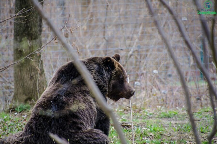 Day trip Bran Castle, Rasnov Fortress and Bear Sanctuary - What the guide adds to the day