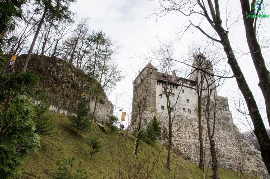 Day trip Bran Castle, Rasnov Fortress and Bear Sanctuary - LiBEARty Sanctuary: the most meaningful stop