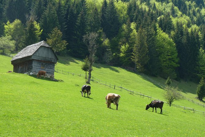 Excursión en Moeciu de Sus (recomendado para familias) con guía español nativo. - Key points at a glance