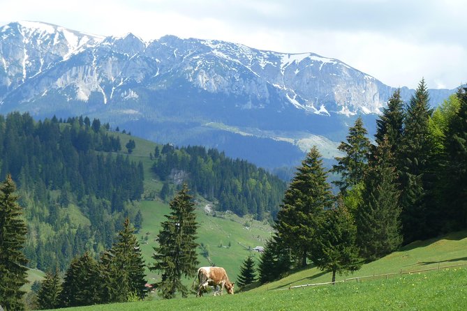 Excursión en Moeciu de Sus (recomendado para familias) con guía español nativo. - The climb to Bisericuta at 1,322 meters