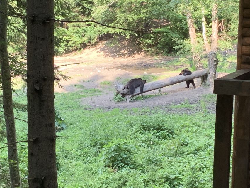 From Brasov: Bear Watching in the Wild - Key points to know before you book