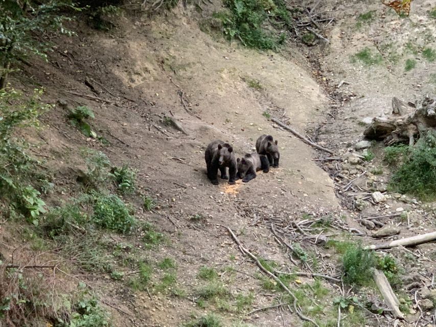 From Brasov: Bear Watching in the Wild - Why this bear watch is different from a zoo visit