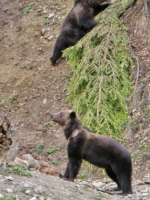 From Brasov: Bear Watching in the Wild - Reaching the observatory after a short forest approach