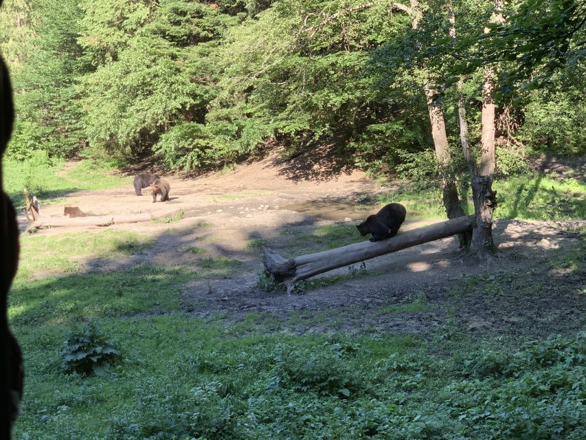 From Brasov: Bear Watching in the Wild - Two hours watching bears behave like bears