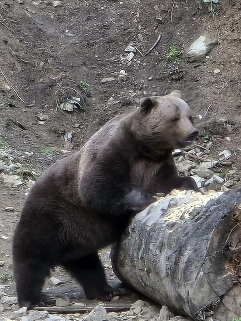 From Brasov: Bear Watching in the Wild - Foxes, deer, and wild boars add variety