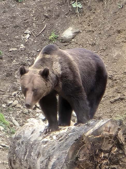 From Brasov: Bear Watching in the Wild - What the $117 price covers