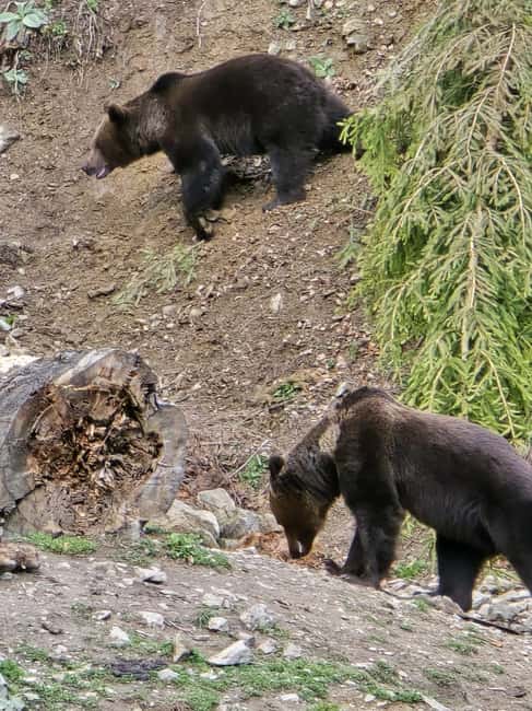 From Brasov: Bear Watching in the Wild - Practical advice for a better forest watch