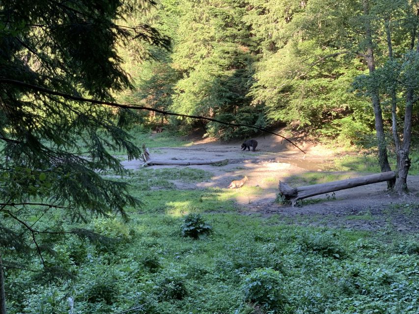 From Brasov: Bear Watching in the Wild - From your Brasov hotel to the forest