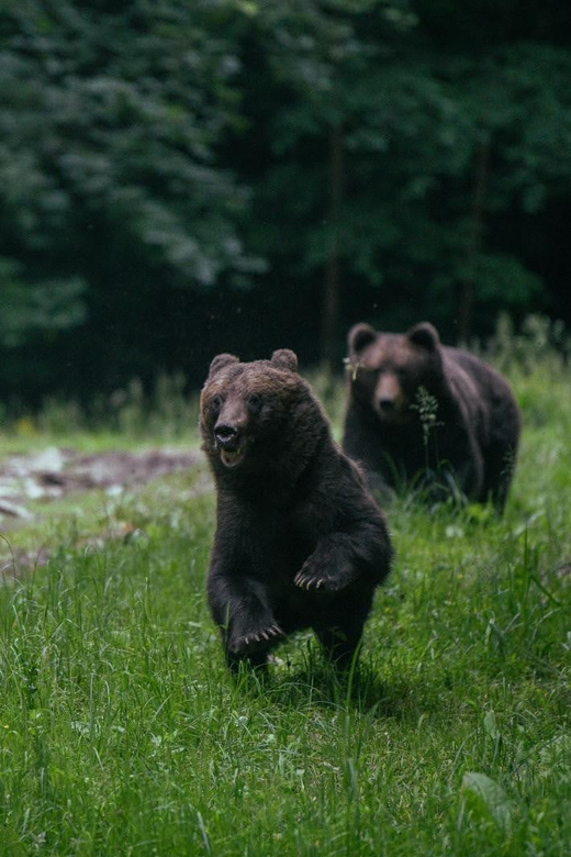 From Brasov: Brown Bear Watching in the Carpathian Mountains - Meeting the guide beside Brasov’s George Baritiu Library