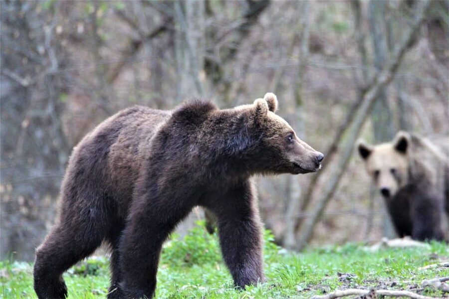 From Brasov: Brown Bear Watching in the Carpathian Mountains - Should you book it?