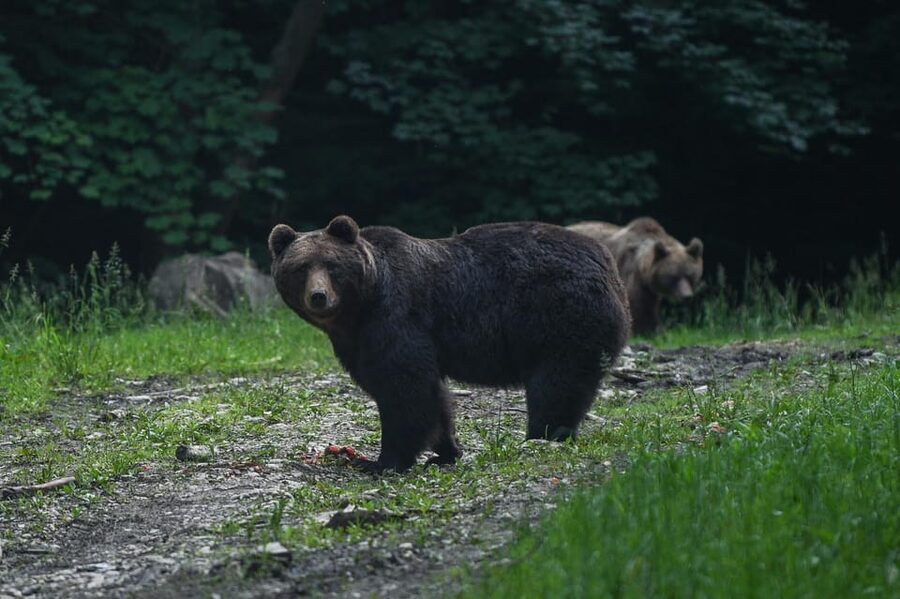 From Brasov: Brown Bear Watching in the Carpathian Mountains - The 40-minute ride into the Carpathian Mountains