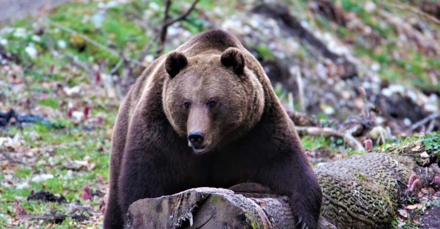 From Brasov: Brown Bear Watching in the Carpathian Mountains - The bears you might see, and the sightings you should not expect