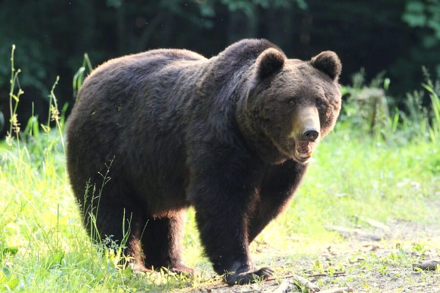 From Brasov: Brown Bear Watching in the Carpathian Mountains - How the guide shapes the experience