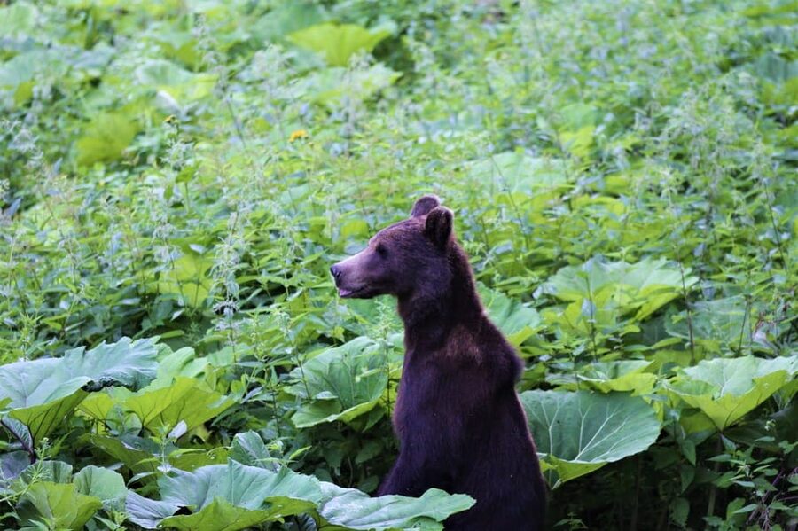 From Brasov: Brown Bear Watching in the Carpathian Mountains - Timing, comfort, and what to pack