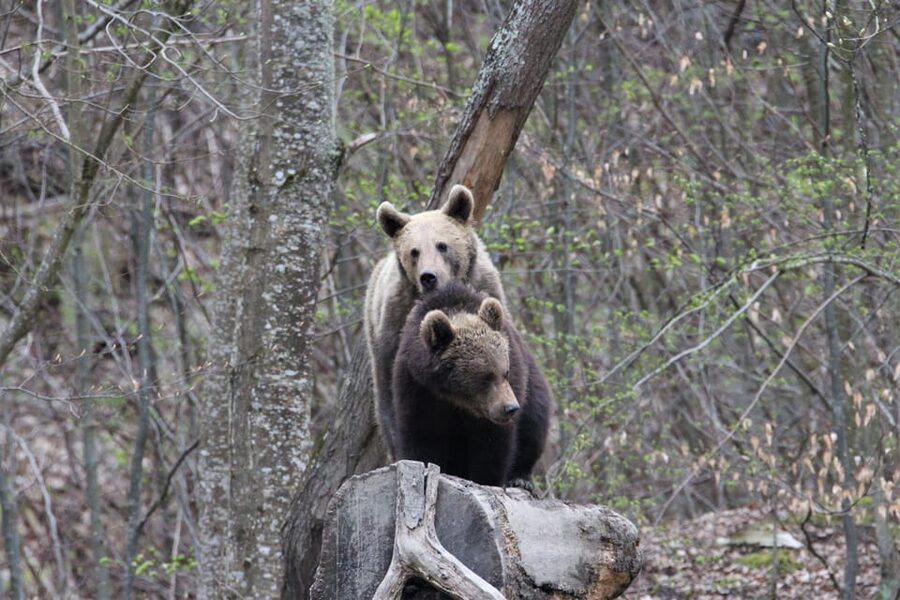 From Brasov: Brown Bear Watching in the Carpathian Mountains - Is $79 a fair price from Brasov?