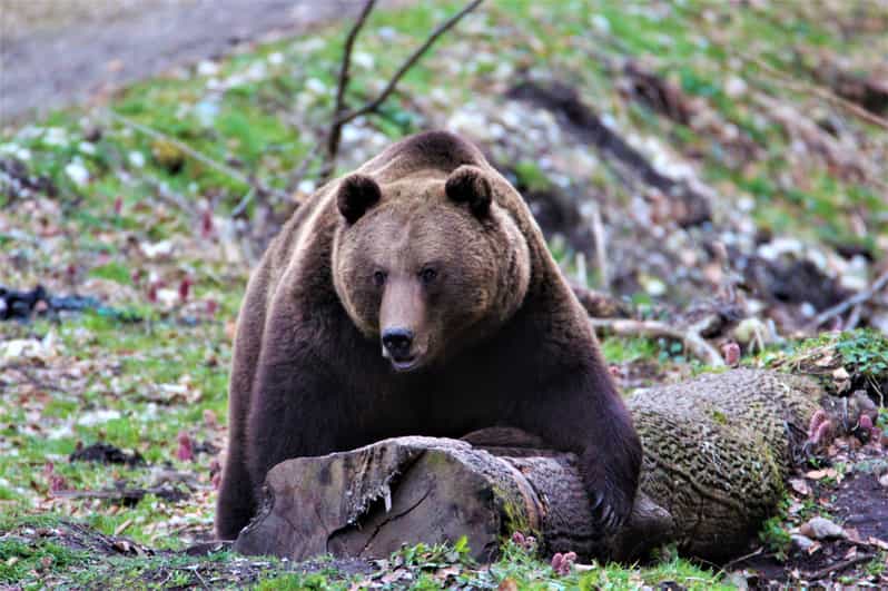 From Brasov: Brown Bear Watching in the Carpathian Mountains - Who should book this bear-watching trip?